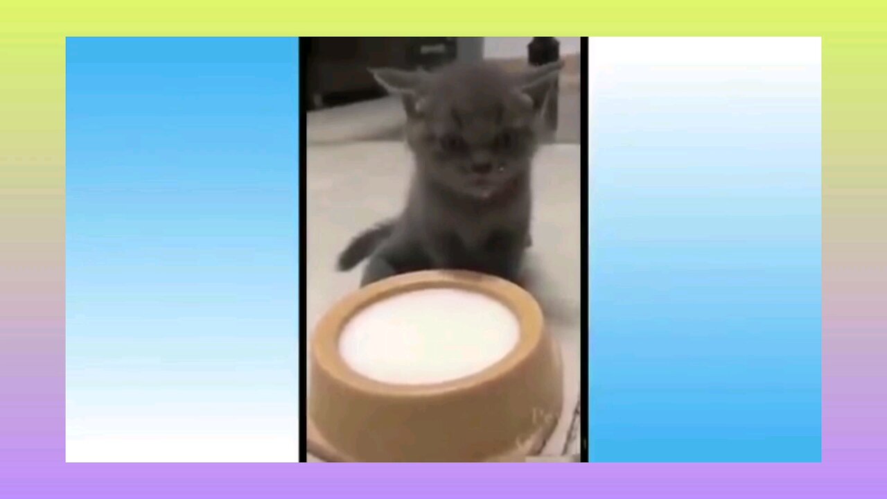 funny animals video