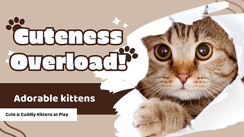 Cute & Cuddly Kittens at Play