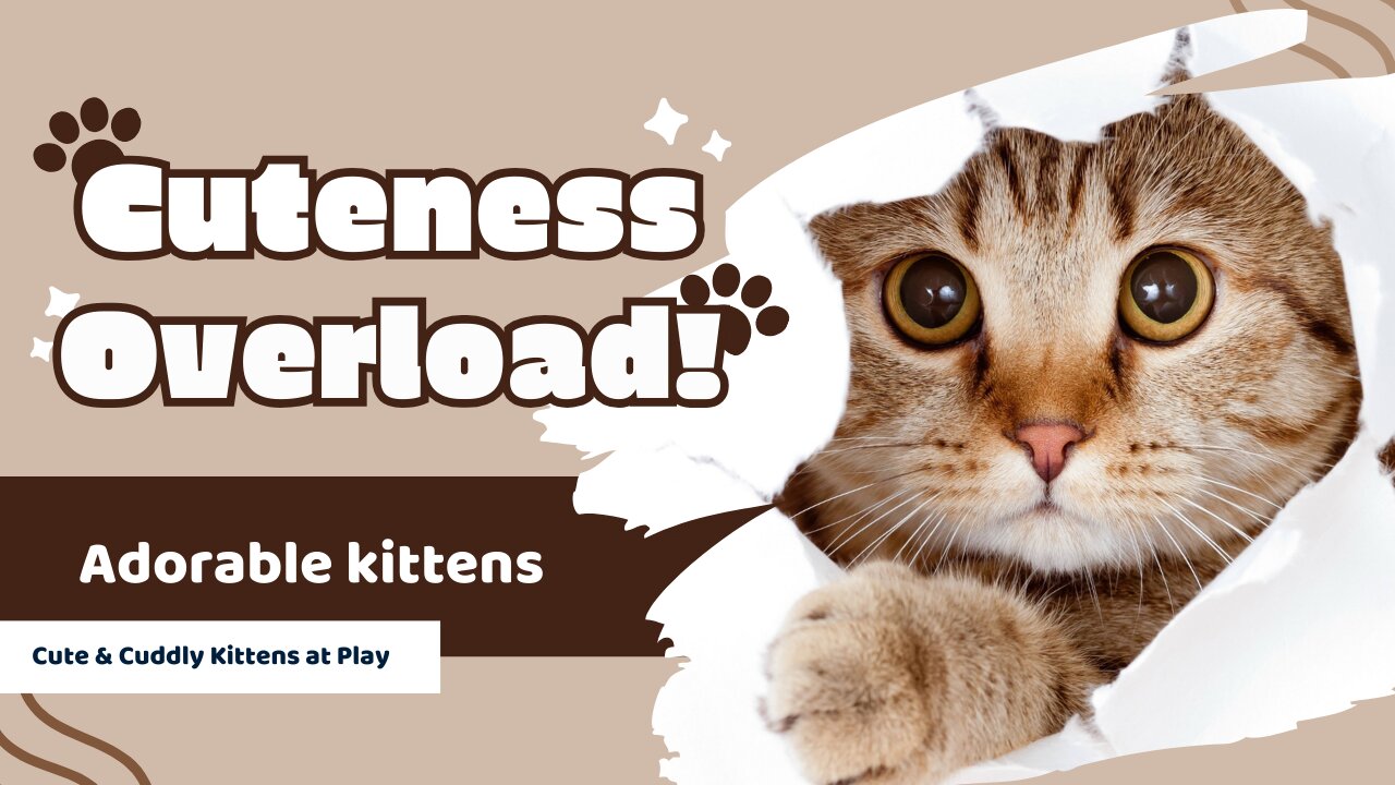 Cute & Cuddly Kittens at Play
