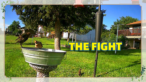 The Fight!