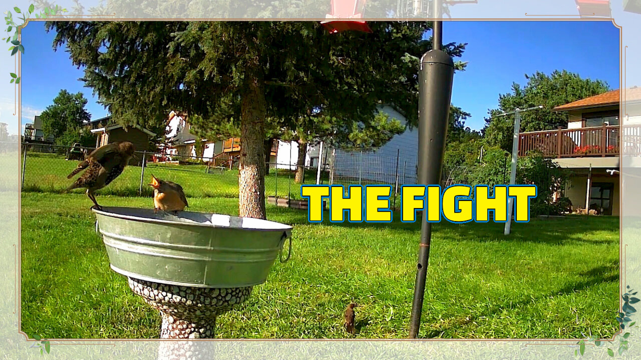 The Fight!