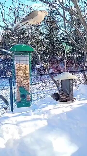 Morning Dow Watching Bird Feeder