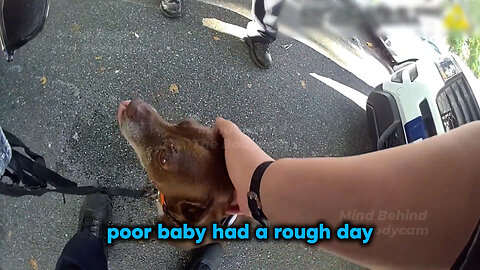 Chase and Cuffs: Multiple Offenses Caught on Camera Be careful who watches your loved animals