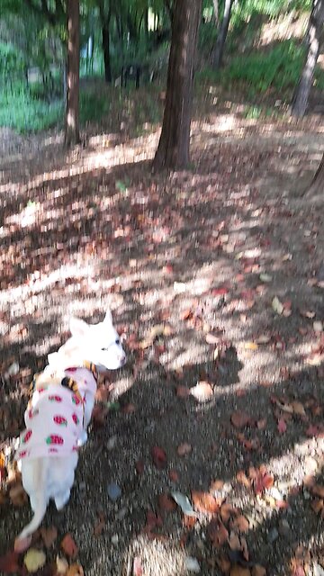 20251102. God Loves South Korea. Amen.