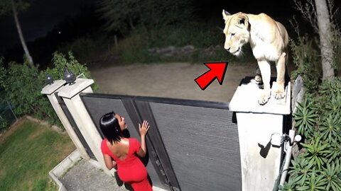 Wild Animals Invading Cities Caught on Camera!
