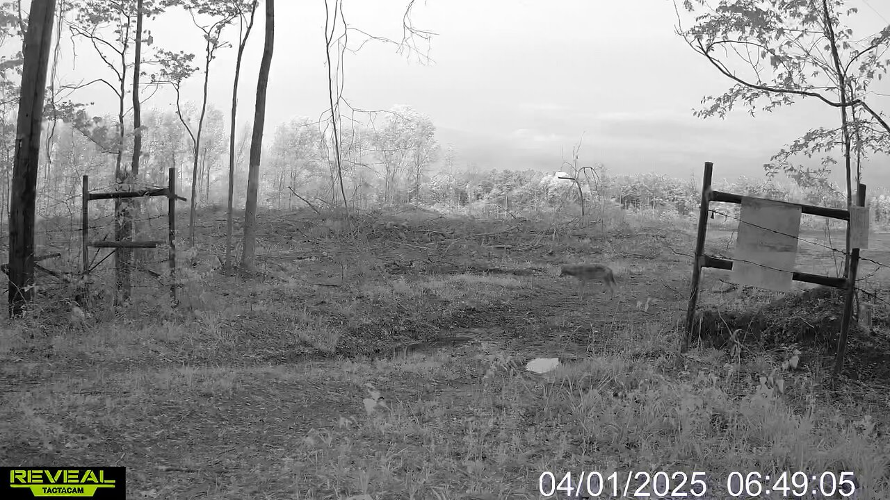 Early Morning Coyote on the Hunt