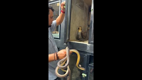 cobra