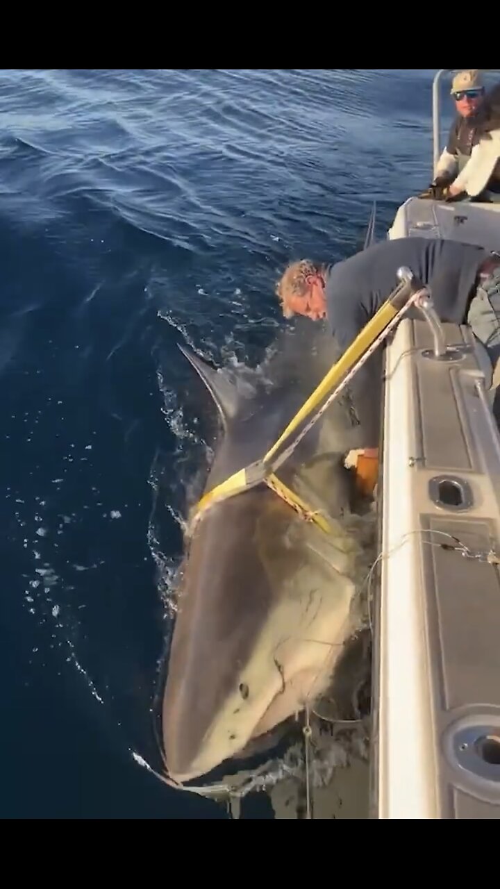 GIANT GREAT WHITE SHARK🎬🤿🦈🛥️⚓️RECORDED OFF NORTH CAROLINA COAST🚤🎣🦈💫