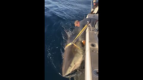 GIANT GREAT WHITE SHARK🎬🤿🦈🛥️⚓️RECORDED OFF NORTH CAROLINA COAST🚤🎣🦈💫