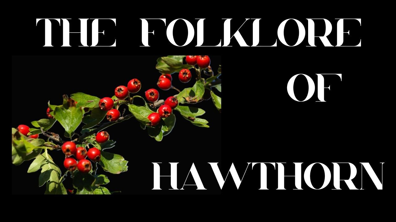 S9 Ep 3 Hawthorn's History: Folklore, Myths & Magic