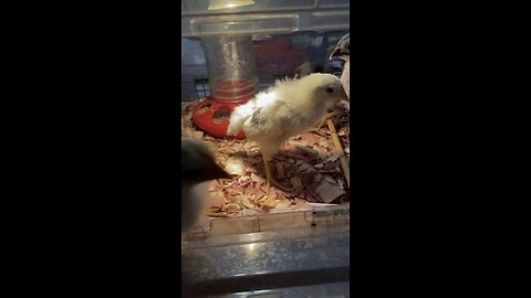 15 days old chicks