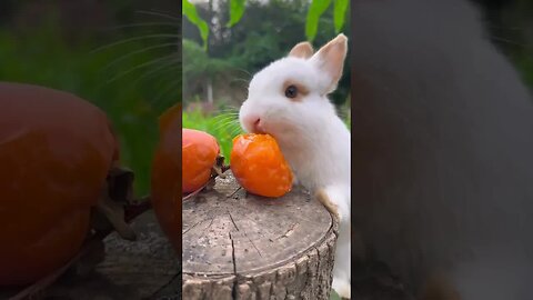 Little rabbit eating persimmon Cute pet debut plan Rabbit Rural cute pet