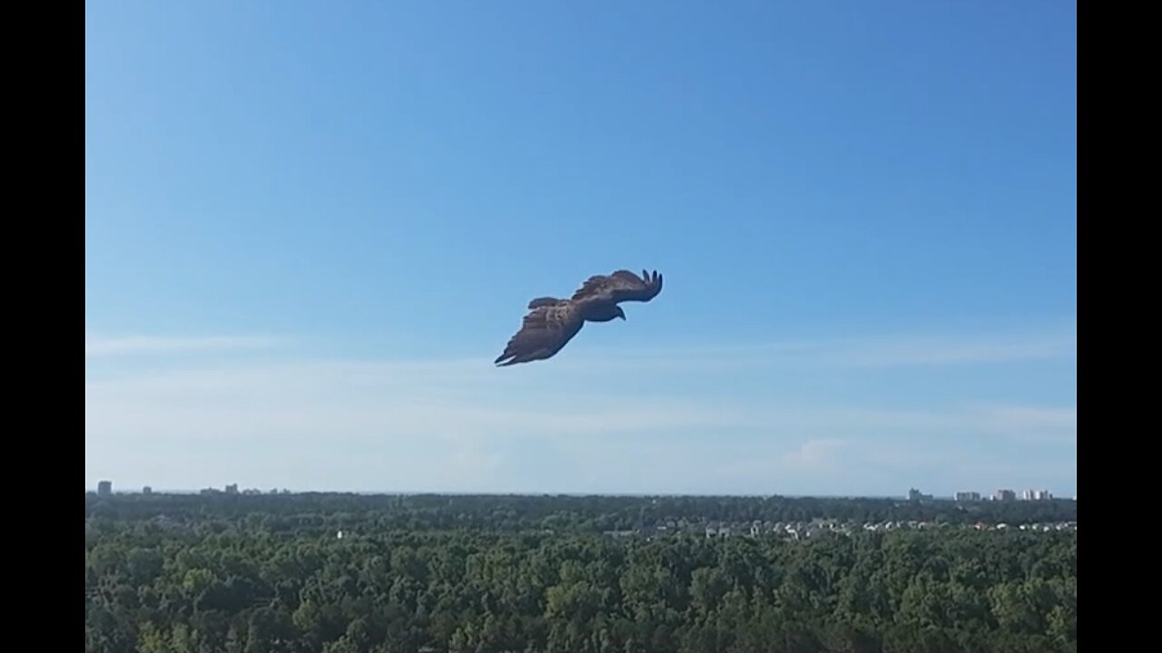 🦅 You Can Do Magic - America 🦅