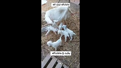 white goat and her baby