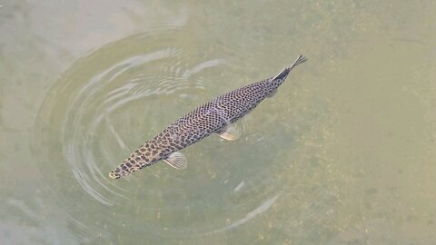 Local FL Pike
