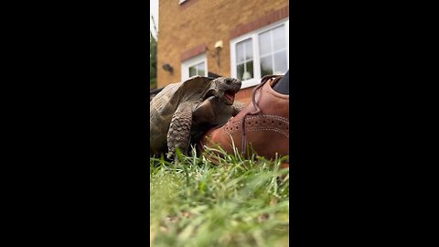funny tommy turtle 🤣🐢