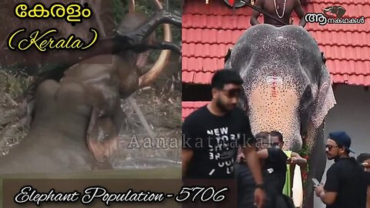 ഒരല്പം വിശ്രമം കൊടുത്തൂടെ ഈ പാവത്തിന്, ശിവരാജുവിന് വയറിളക്കം _ Thrikkadavoor sivaraju latest news