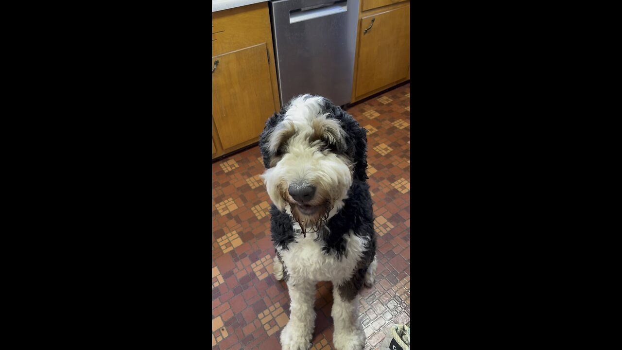 I Lost Half of My Dog