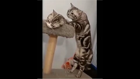 Hilarious Animals Try Not to Laugh Challenge (100% pass)