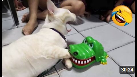 Funniest animals will brighten all your day 😅