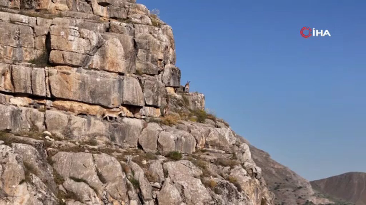 Erzincan’da dağ keçileri havadan görüntülendi