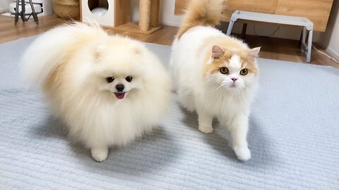 「久しぶりに一緒に寝よう」と言ったら大喜びで駆け寄ってくる猫と犬がかわいすぎました！