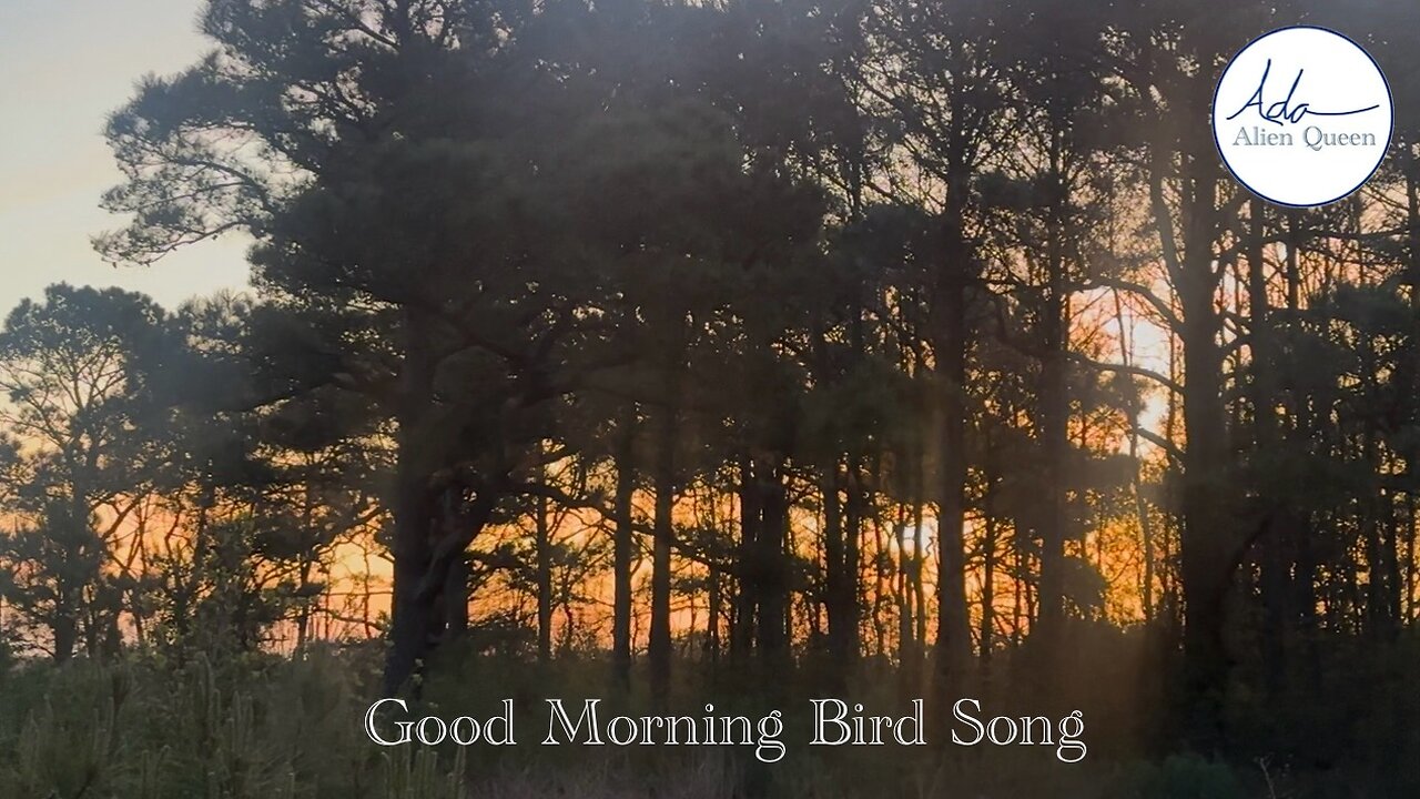 Ada Alien Queen • Bird Songs • Take #00002 • Good Morning Bird Song