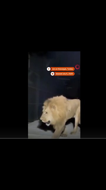 Lion escapes zoo, wounds sleeping farmer in Turkey
