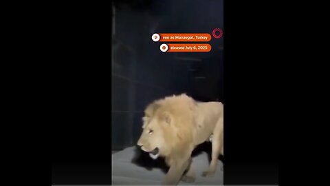 Lion escapes zoo, wounds sleeping farmer in Turkey