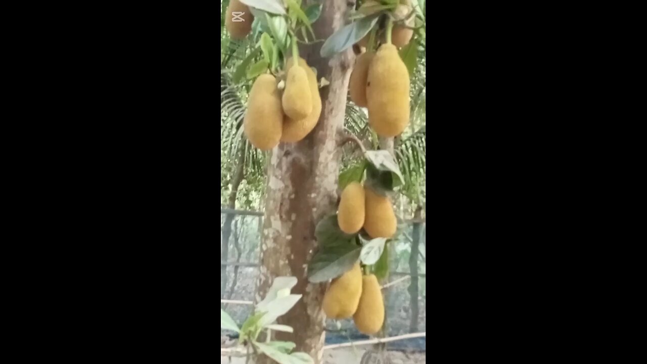 Mashallah so many Jackfruit ❤️#rumble #news #youtubeshorts