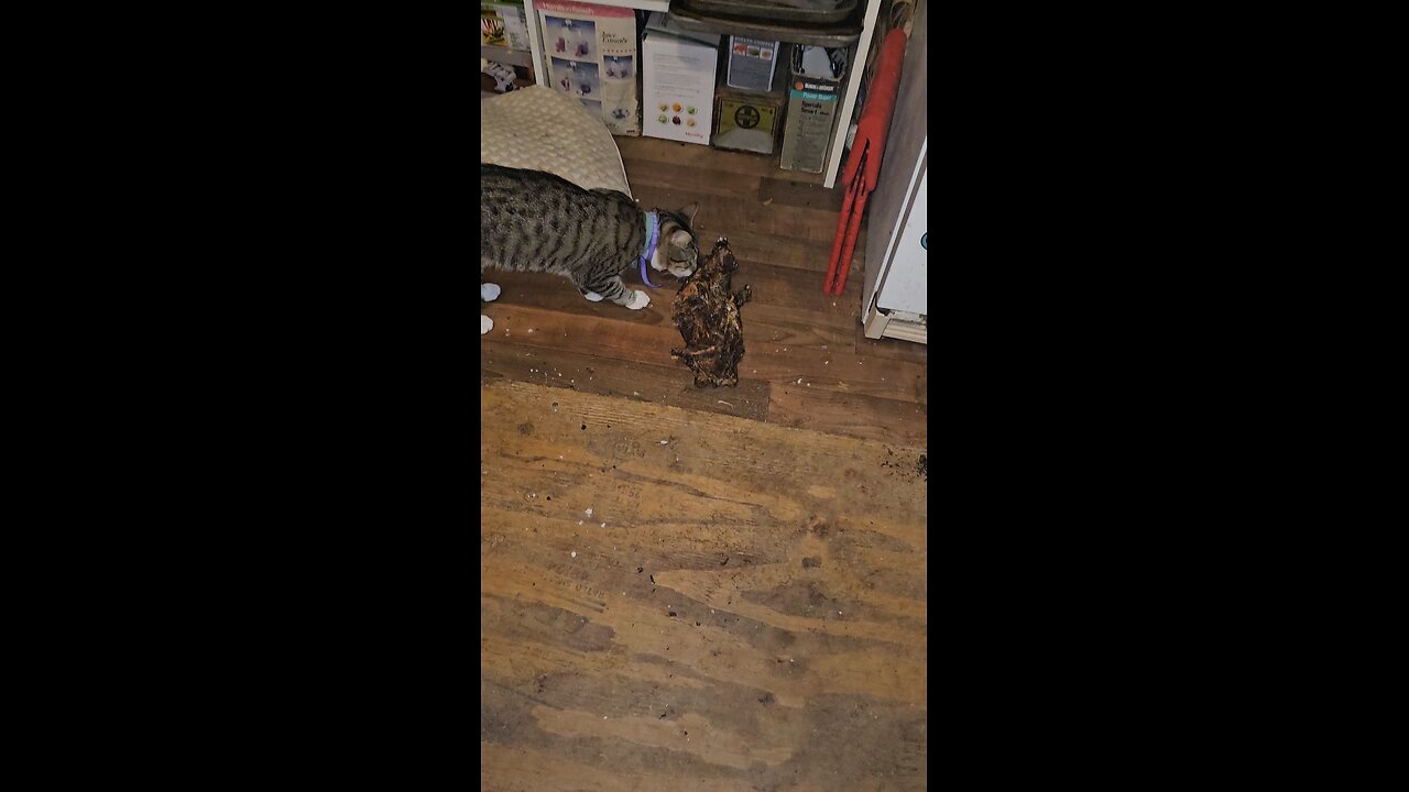 cat is. 🦌 bone