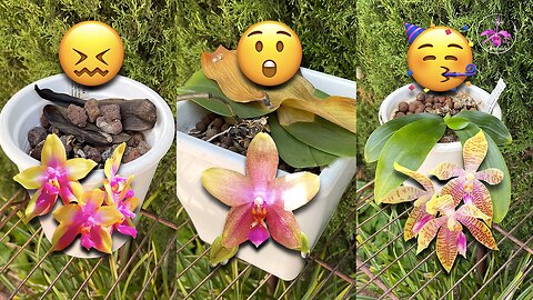 Goodbye, My Orchids 🥹 A Difficult Day on the Patio | Orchid Fails & A Miracle! #ninjaorchids