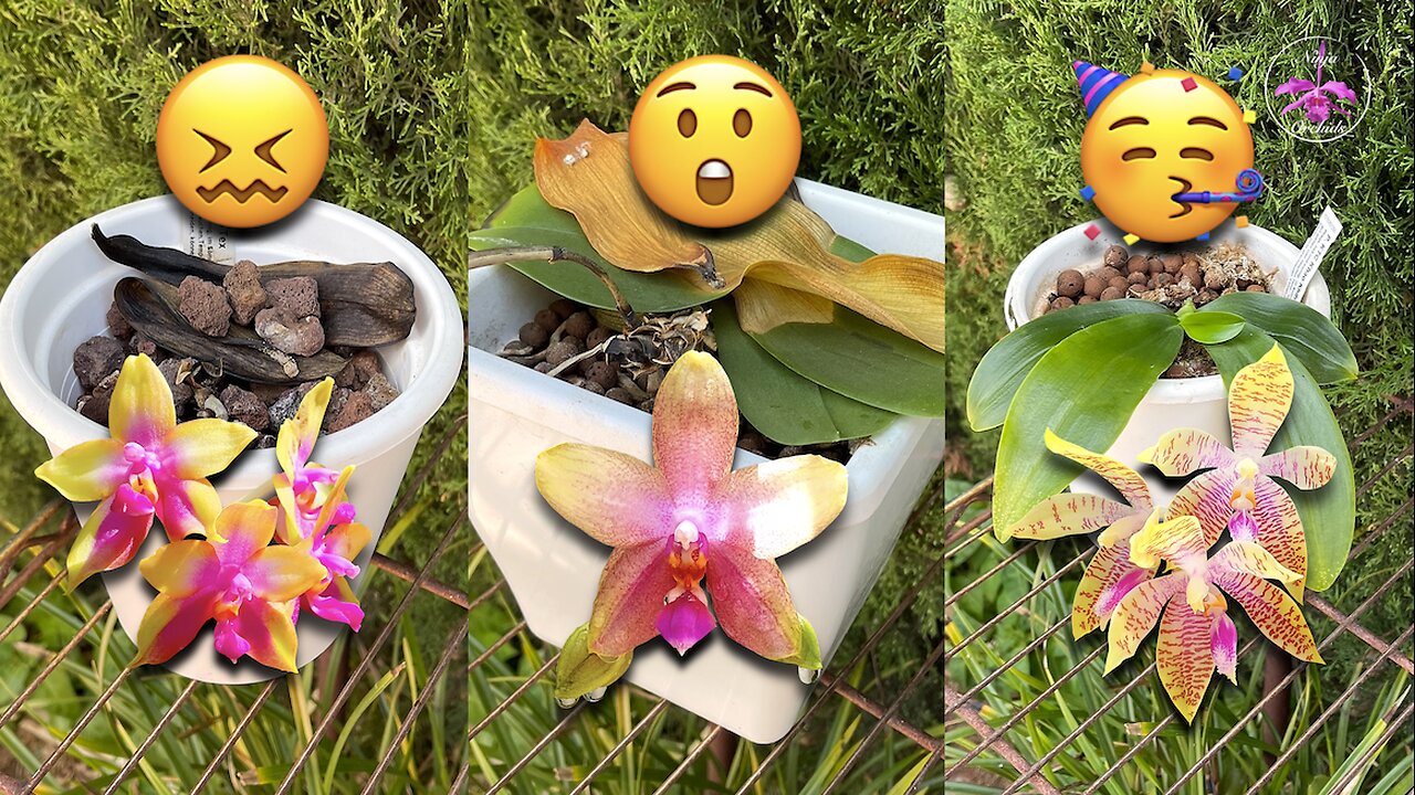 Goodbye, My Orchids 🥹 A Difficult Day on the Patio | Orchid Fails & A Miracle! #ninjaorchids