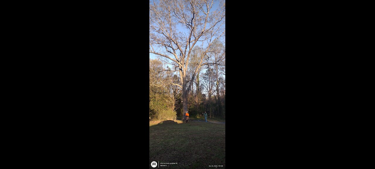 Timber