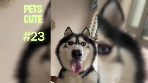 Top 5 Smart Dog Breeds You Won’t Believe