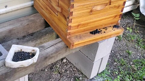 🐝BEEs Luv Shungite🐝