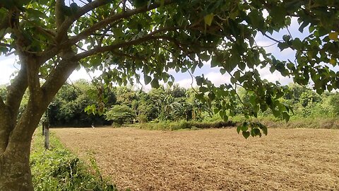 A Day In a Farm