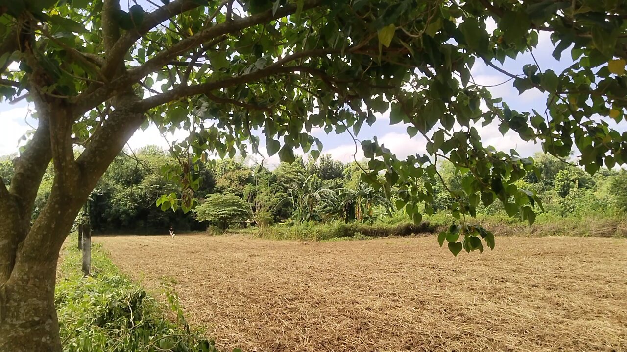 A Day In a Farm