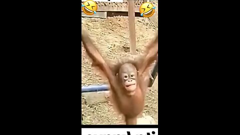 funny 🤣 monkey 🐒, funny videos