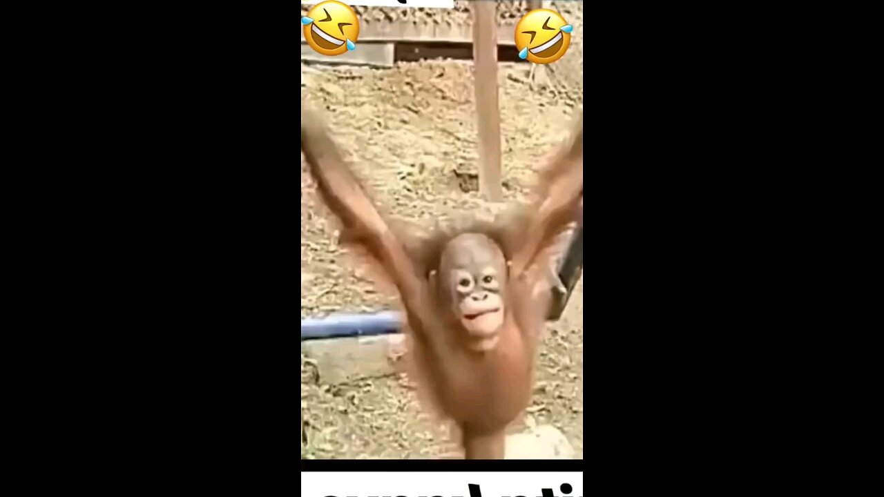 funny 🤣 monkey 🐒, funny videos