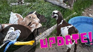 EXCITING News For Our BABY Birds! UPDATE and who will we breed this season!