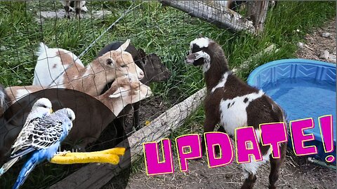 EXCITING News For Our BABY Birds! UPDATE and who will we breed this season!