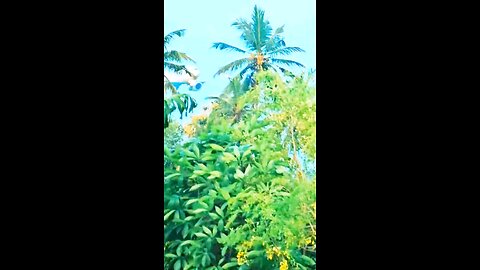 Welcome to Sri Lanka 🇱🇰