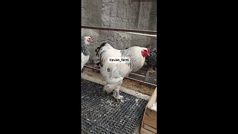 lovely chicken
