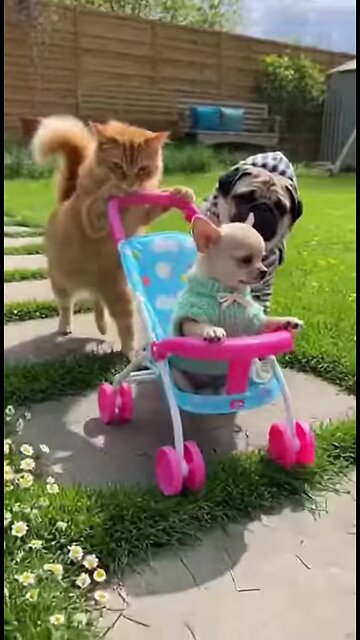 кот мопс и чихуахуа