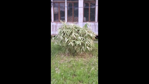 বাঁশ গাছের অজানা তথ্য | প্রকৃতির এক বিস্ময়কর সৃষ্টি!