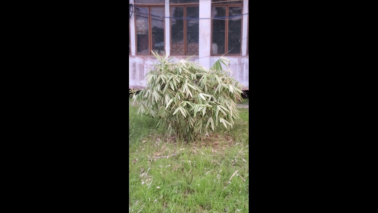 বাঁশ গাছের অজানা তথ্য | প্রকৃতির এক বিস্ময়কর সৃষ্টি!