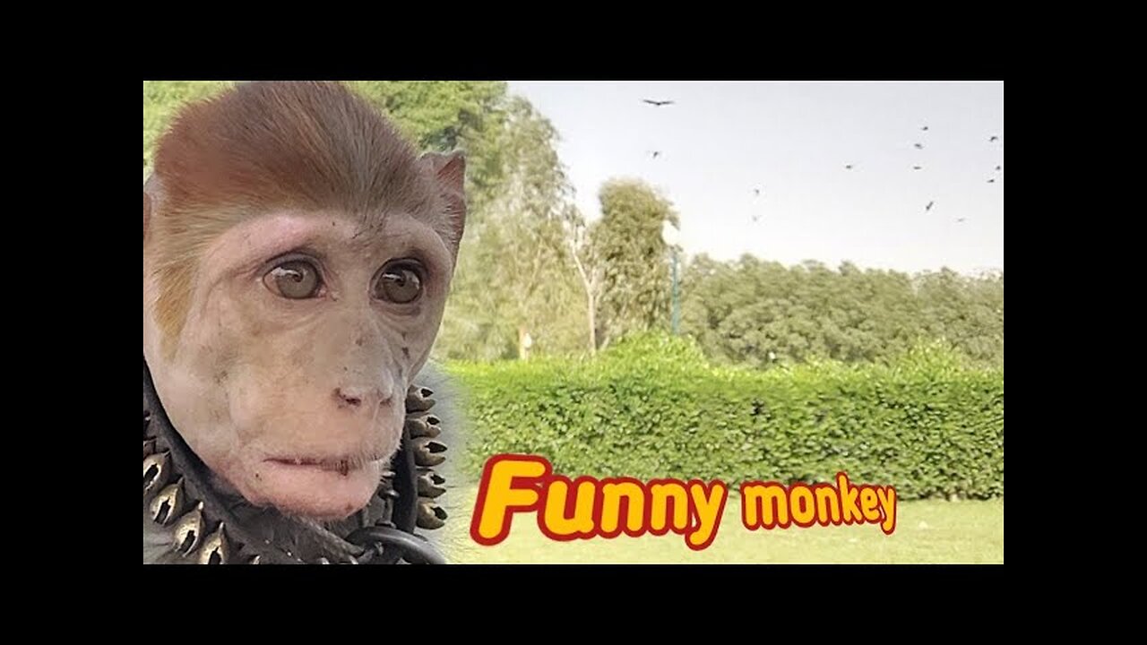 Funny Dancing Monkey 2024