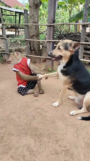 Best SokYaa, OG, Pao & Mom Are Videomous Around The World #shorts #anime #trend #edit