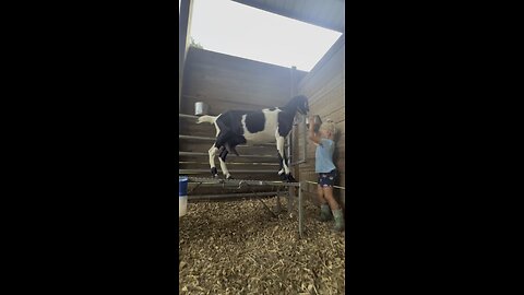 Why we hand milk our goats